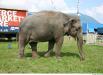 Image from Elephant - Animal photo references from 3D.sk - 76743elephant_0002.jpg