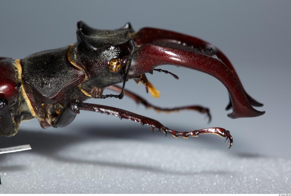 Image from Beetles - Animal photo references from 3D.sk - 401231beetles_0001_0014.jpg