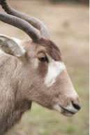 Image from Antelope animal photo references - 272565antelope_0043.jpg